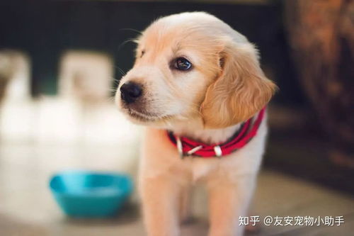 小狗患病主人無(wú)奈求助，互聯(lián)網(wǎng)數(shù)據(jù)服務(wù)點(diǎn)亮希望之光