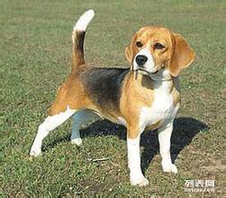 白廣路長(zhǎng)期提供養(yǎng)老服務(wù)、托管終身寄養(yǎng)與寵物接送 北京寵物服務(wù)與互聯(lián)網(wǎng)數(shù)據(jù)服務(wù)的融合新篇章